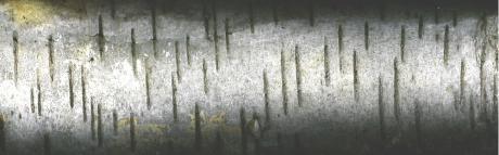 ---birke - CORINA SCHUBERT - Array auf Array - Array - Array ---birke - CORINA SCHUBERT - Array auf Array - Array - Array