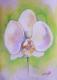 Orchidee - Ute Weprich - Pastell auf Papier - Blumen - Orchidee - Ute Weprich - Pastell auf Papier - Blumen -