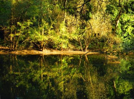 Dschungelufer, Peißnitzinsel in der Saale - Wolfgang Bergter - Array auf Array - Array - Dschungelufer, Peißnitzinsel in der Saale - Wolfgang Bergter - Array auf Array - Array -