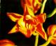 Orchidee in Acryl - Michael Fritzsche - Acryl auf - Sonstiges - Orchidee in Acryl - Michael Fritzsche - Acryl auf - Sonstiges -