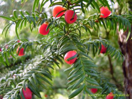 Eiben im Herbst - Petra PStarosky - auf - Array - Eiben im Herbst - Petra PStarosky - auf - Array -