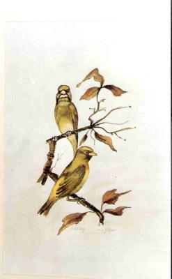 Grünlinge - gerda mann - Array auf Array - Array - Grünlinge - gerda mann - Array auf Array - Array -