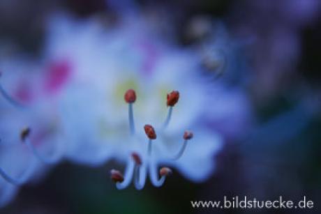 Kastanienblüte - Melanie Hinckel - auf - Array - Kastanienblüte - Melanie Hinckel - auf - Array -