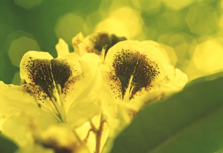 Sonnengrün - Dirk Christians - auf - Array - Sonnengrün - Dirk Christians - auf - Array -