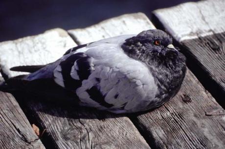 Taube 01 - C.Hillinger - auf - Array - Taube 01 - C.Hillinger - auf - Array -