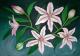 Lillien - Labudda - Acryl auf Leinwand - Sonstiges - Lillien - Labudda - Acryl auf Leinwand - Sonstiges -