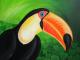Tucan - Labudda - Acryl auf Leinwand - Sonstiges - Tucan - Labudda - Acryl auf Leinwand - Sonstiges -