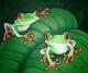 Frosche - Labudda - Acryl auf Leinwand - Sonstiges - Frosche - Labudda - Acryl auf Leinwand - Sonstiges -