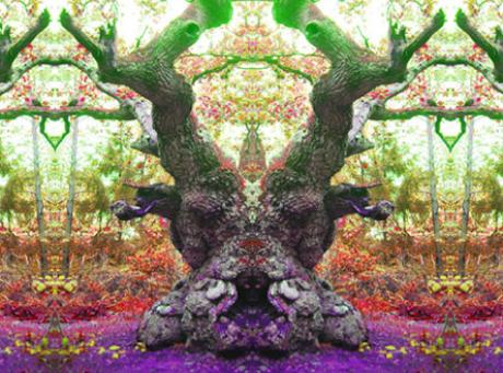 Old Oak - Pan - auf - Array - Old Oak - Pan - auf - Array -