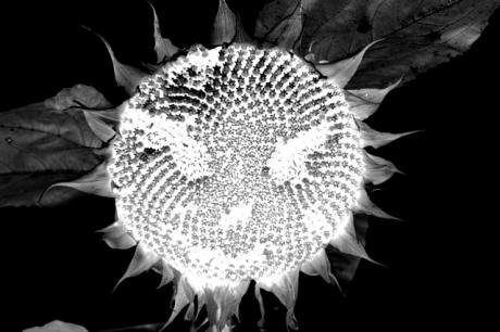 Sonnenblume als Alien - R.Lechner - auf - Array - Sonnenblume als Alien - R.Lechner - auf - Array -