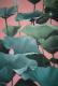 Seerosen - Iris Kessler - Acryl auf Leinwand - Sonstiges - Seerosen - Iris Kessler - Acryl auf Leinwand - Sonstiges -