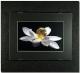 Magic Black - Lotus - HaeF HaeF Baur -  auf  - Blumen - 