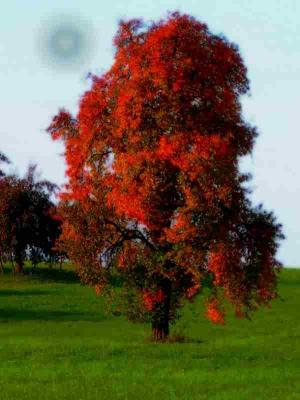 NaturOrgasm - surRAelatic ART - auf - Array - NaturOrgasm - surRAelatic ART - auf - Array -