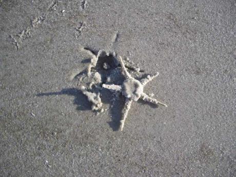 Seestern - A.Tschiersch - auf Array - Array - Seestern - A.Tschiersch - auf Array - Array -