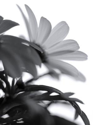 Gänzeblümchen - Alex Loban - auf - Array - Gänzeblümchen - Alex Loban - auf - Array -