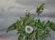 plant and clouds - Uko Post - auf Holz - Sonstiges-Blumen - plant and clouds - Uko Post - auf Holz - Sonstiges-Blumen -