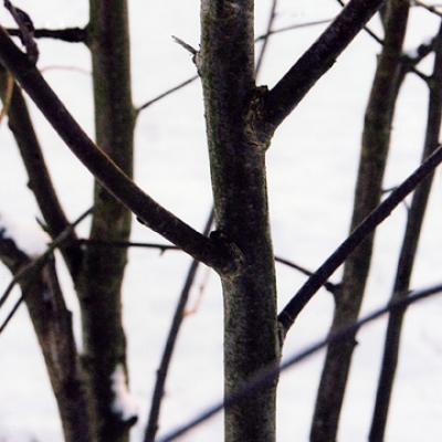 Baeume im Winter Grusskarte - sarah kir - Array auf - Array - Baeume im Winter Grusskarte - sarah kir - Array auf - Array -