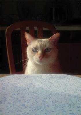 Katze am Tisch - sarah kir - auf - Array - Katze am Tisch - sarah kir - auf - Array -