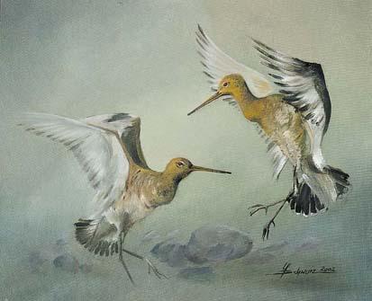 Balz der Uferschnepfen (2002) Ulf-Peter Schwarz - Ulf-Peter (UP) Schwarz - Array auf Array - Array - Balz der Uferschnepfen (2002) Ulf-Peter Schwarz - Ulf-Peter (UP) Schwarz - Array auf Array - Array -