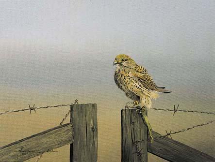 Falke (2002) Ulf-Peter Schwarz - Ulf-Peter (UP) Schwarz - Array auf Array - Array - Falke (2002) Ulf-Peter Schwarz - Ulf-Peter (UP) Schwarz - Array auf Array - Array -