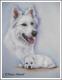 Kanadischer Schäferhund mit Welpe - Karin Schnabl - Pastell auf - Sonstiges - Kanadischer Schäferhund mit Welpe - Karin Schnabl - Pastell auf - Sonstiges -