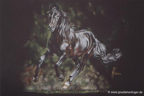 Kabardinerhengst Edil (2001) Janette Herlinger - Janette Herlinger - Array auf - Array - Kabardinerhengst Edil (2001) Janette Herlinger - Janette Herlinger - Array auf - Array -