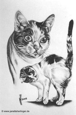 Hauskatze Mandy (2002) Janette Herlinger - Janette Herlinger - Array auf Array - Array - Hauskatze Mandy (2002) Janette Herlinger - Janette Herlinger - Array auf Array - Array -