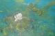 Seerose  (2004)  Brigitte Hintner -  Brischit - Acryl auf Leinwand-Karton - Sonstiges - 