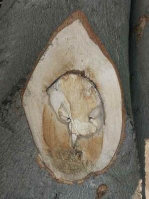 42. sprachloser Zwerg - Burre Carmen - auf - Array - 42. sprachloser Zwerg - Burre Carmen - auf - Array -