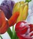 Tulpen - Katja Lamprecht - Acryl-Kreide-Mischtechnik auf Leinwand - Blumen-Frühling - Gegenständlich-Realismus Tulpen - Katja Lamprecht - Acryl-Kreide-Mischtechnik auf Leinwand - Blumen-Frühling - Gegenständlich-Realismus