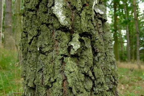 --- - robert schery - auf - Array - --- - robert schery - auf - Array -