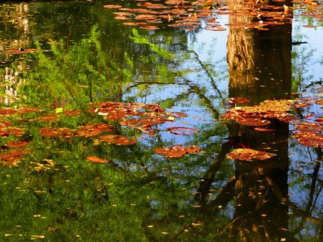 Seerosenteich im Stadtpark von Hannover (2) - Wolfgang Bergter - Array auf Array - Array - Seerosenteich im Stadtpark von Hannover (2) - Wolfgang Bergter - Array auf Array - Array -