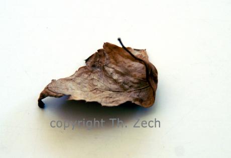 welkes Blatt - Thaddäus Zech - auf - Array - welkes Blatt - Thaddäus Zech - auf - Array -