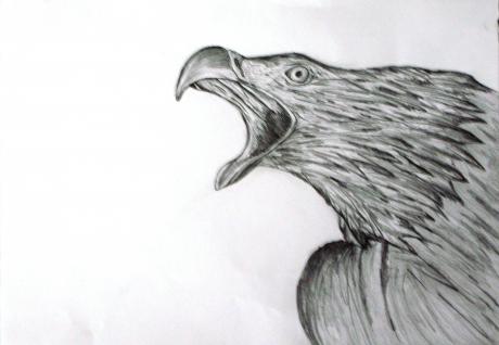 Weißkopfsteinadler - Nagip Naxhije Papazi - Array auf Array - Array - Array Weißkopfsteinadler - Nagip Naxhije Papazi - Array auf Array - Array - Array