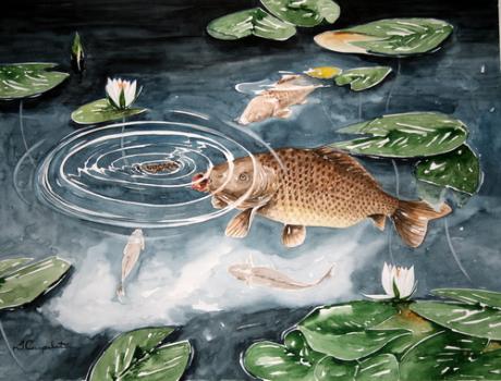 Karpfen auf der Jagd - Sadettin Canpolat - Array auf Array - Array - Array Karpfen auf der Jagd - Sadettin Canpolat - Array auf Array - Array - Array