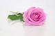 Rosentraum - Annett Tropschug - - auf - Rosen-Stillleben-Harmonie-Sommer - Rosentraum - Annett Tropschug - - auf - Rosen-Stillleben-Harmonie-Sommer -