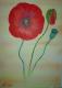 ---Blume - Mario Kirchner - Acryl-Ãl auf Holz - Mohn - Naturalismus ---Blume - Mario Kirchner - Acryl-Ãl auf Holz - Mohn - Naturalismus