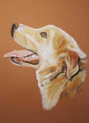 Hund im seilichen Profil, Portrait in Pastell - Gaby Lukas - Array auf Array - Array - Hund im seilichen Profil, Portrait in Pastell - Gaby Lukas - Array auf Array - Array -