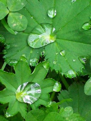 Tautropfen - Saskia Deschan - auf - Array - Tautropfen - Saskia Deschan - auf - Array -