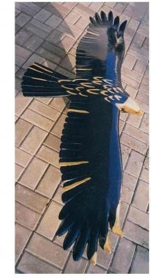 Adler im Flug - Hans-M. Riehle - auf - - Adler im Flug - Hans-M. Riehle - auf - -