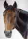 Pferdeporträt Jana, Traber-Warmblut-Mix - atelier zerah - Zeichnung-Kreide-Pastell auf Papier - Pferde - Naturalismus Pferdeporträt Jana, Traber-Warmblut-Mix - atelier zerah - Zeichnung-Kreide-Pastell auf Papier - Pferde - Naturalismus