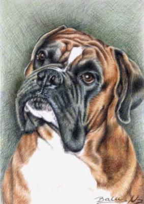 Boxer Balu - Nicole Zeug - Array auf Array - Array - Array Boxer Balu - Nicole Zeug - Array auf Array - Array - Array