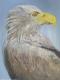Seeadler Seeadler