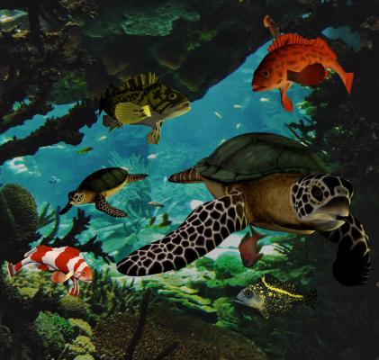 sea turtle - Udo W. Klingbeil - auf - Array - sea turtle - Udo W. Klingbeil - auf - Array -