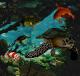 sea turtle - Udo W. Klingbeil - auf - Wildtiere - sea turtle - Udo W. Klingbeil - auf - Wildtiere -