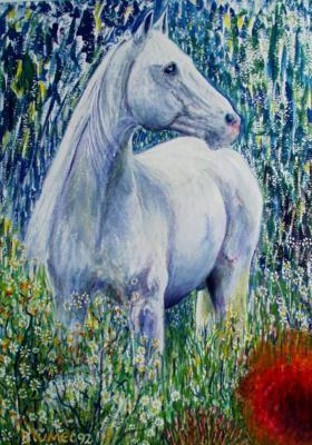 Withe horse - Wolfgang Blümel - Array auf Array - Array - Withe horse - Wolfgang Blümel - Array auf Array - Array -