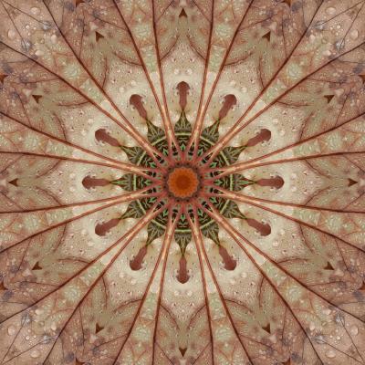 Kaleidogramm Mandala 20081106002 - Niels Vaillant - Array auf - Array - Kaleidogramm Mandala 20081106002 - Niels Vaillant - Array auf - Array -