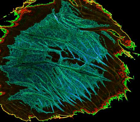 Durchlicht-2 - Stefanie Caroline Brandes -  auf  - Array - 