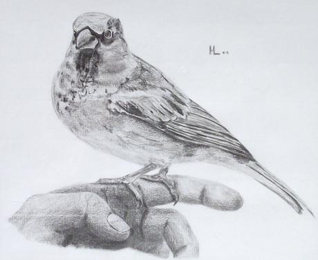 Lieber den Spatz in der Hand..... - Holger Lamprecht - Array auf Array - Array - Array Lieber den Spatz in der Hand..... - Holger Lamprecht - Array auf Array - Array - Array