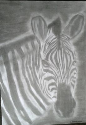 Zebra - Anita Novacek - Array auf - Array - Zebra - Anita Novacek - Array auf - Array -